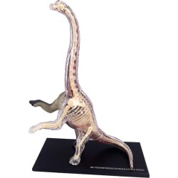 4D Master Vision Oyuncak Brachiosaurus Anatomi Modeli 4DM-26094 - 3