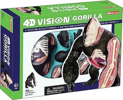 4D Master Vision Oyuncak Goril Anatomi Modeli - 1