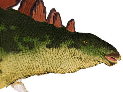 4D Master Vision Oyuncak Stegosaurus Anatomi Modeli 4Dm-25095 - 4