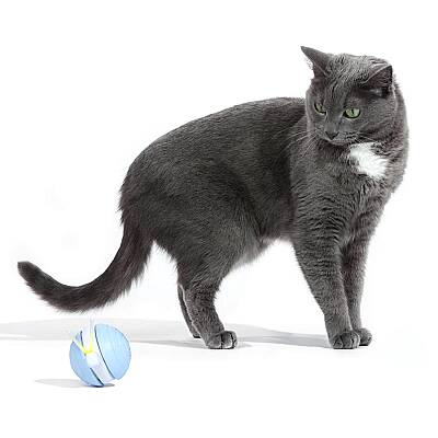 Airpet Wicked Snail Cwj02-Bl Mavi Şarjlı Akıllı İneraktif Kedi Salyangoz Oyuncağı - 2