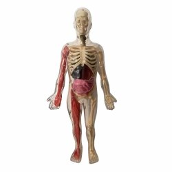 Auzou Toys İnsan Vücudunu Keşfediyorum Poster -Model Ve Kitap - 4