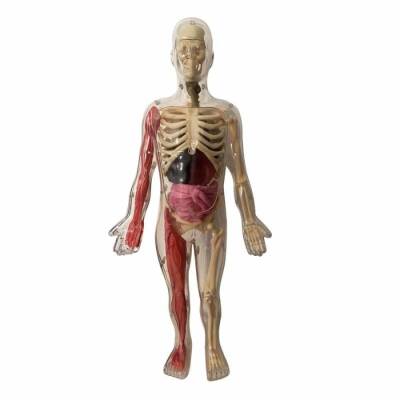 Auzou Toys İnsan Vücudunu Keşfediyorum Poster -Model Ve Kitap - 4