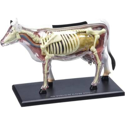 4D Master Vision Toy Cow Anatomy Model - 2