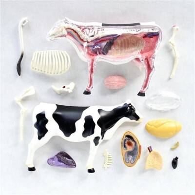 4D Master Vision Toy Cow Anatomy Model - 3