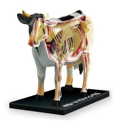 4D Master Vision Toy Cow Anatomy Model - 4