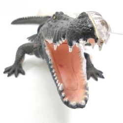 4D Master Vision Toy Crocodile Anatomy Model - 2