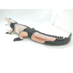 4D Master Vision Toy Crocodile Anatomy Model - 3