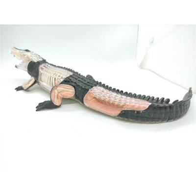 4D Master Vision Toy Crocodile Anatomy Model - 3