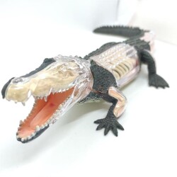4D Master Vision Toy Crocodile Anatomy Model - 4