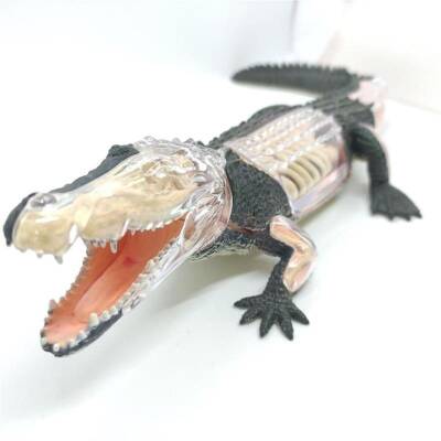 4D Master Vision Toy Crocodile Anatomy Model - 4