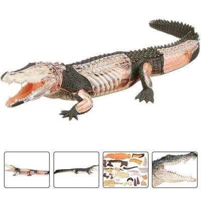 4D Master Vision Toy Crocodile Anatomy Model - 6