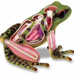 4D Master Vision Toy Frog Anatomy Model - 3