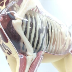 4D Master Vision Toy Giraffe Anatomy Model - 2