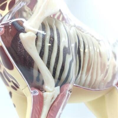 4D Master Vision Toy Giraffe Anatomy Model - 2