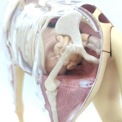 4D Master Vision Toy Giraffe Anatomy Model - 3