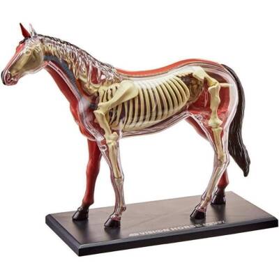 4D Master Vision Toy Horse Anatomy Model 4Dm-26101 - 2