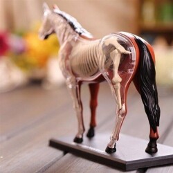 4D Master Vision Toy Horse Anatomy Model 4Dm-26101 - 3