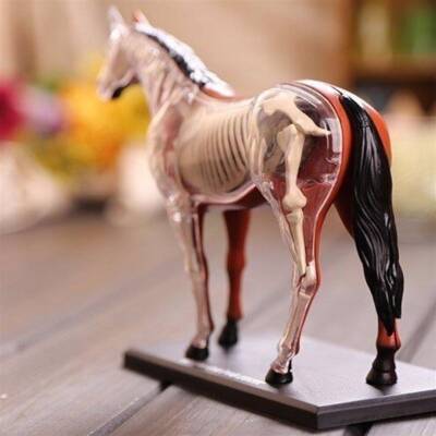 4D Master Vision Toy Horse Anatomy Model 4Dm-26101 - 3