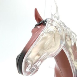4D Master Vision Toy Horse Anatomy Model 4Dm-26101 - 4