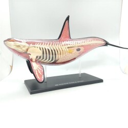 4D Master Vision Toy Killer Whale Anatomy Model 4Dm-26099 - 2