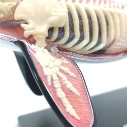 4D Master Vision Toy Killer Whale Anatomy Model 4Dm-26099 - 4