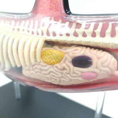 4D Master Vision Toy Killer Whale Anatomy Model 4Dm-26099 - 5