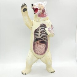 4D Master Vision Toy Polar Bear Anatomy Model - 2