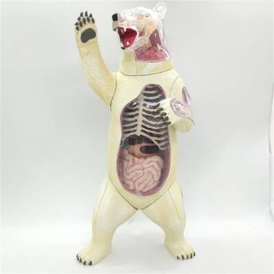 4D Master Vision Toy Polar Bear Anatomy Model - 2