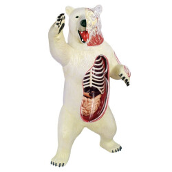 4D Master Vision Toy Polar Bear Anatomy Model - 3