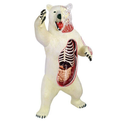 4D Master Vision Toy Polar Bear Anatomy Model - 3