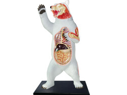 4D Master Vision Toy Polar Bear Anatomy Model - 4