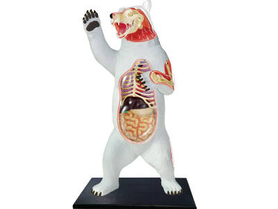 4D Master Vision Toy Polar Bear Anatomy Model - 4
