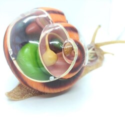 4D Master Vision Toy Snail Anatomy Model - 3