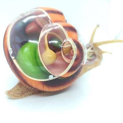 4D Master Vision Toy Snail Anatomy Model - 3