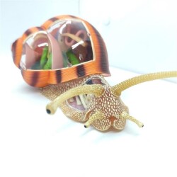 4D Master Vision Toy Snail Anatomy Model - 4