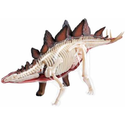 4D Master Vision Toy Stegosaurus Anatomy Model 4Dm-25095 - 2