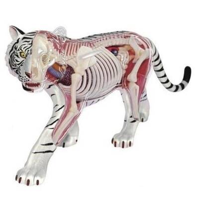 4D Master Vision Toy White Tiger Anatomy Model - 2