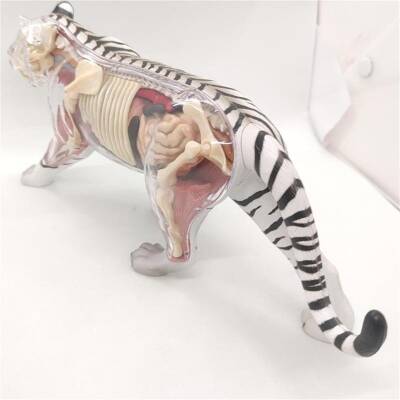 4D Master Vision Toy White Tiger Anatomy Model - 3