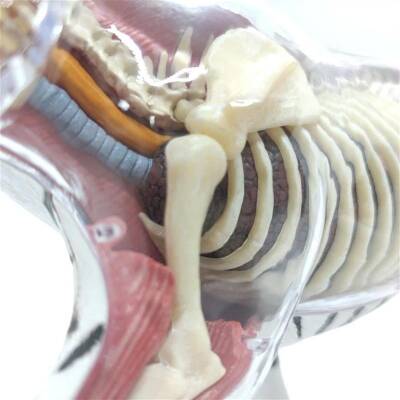 4D Master Vision Toy White Tiger Anatomy Model - 6