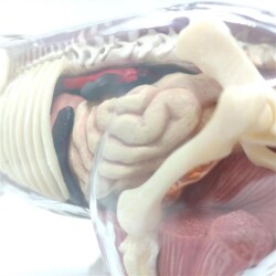 4D Master Vision Toy White Tiger Anatomy Model - 7