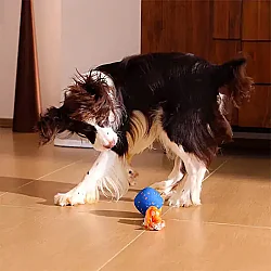 Airpet Wicked Ball Rolly Cwq07-Bl Şarjlı İnteraktif Köpek Oyun Topu Mavi - 4