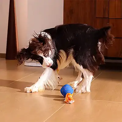 Airpet Wicked Ball Rolly Cwq07-Bl Şarjlı İnteraktif Köpek Oyun Topu Mavi - 4