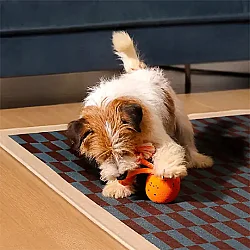 Airpet Wicked Ball Rolly Cwq07-O Şarjlı İnteraktif Köpek Oyun Topu Turuncu - 4