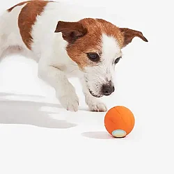 Airpet Wicked Ball Se C1221-O Şarjlı Akıllı İneraktif Köpek Oyun Topu Turuncu Small - 3