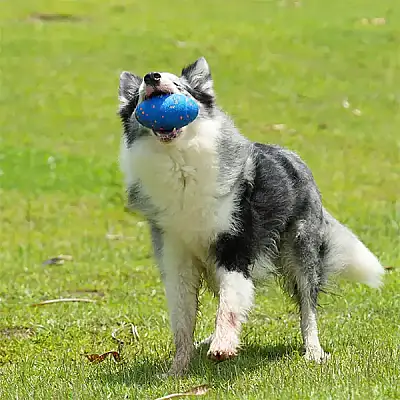 Airpet Wicked Rugby Cwq06-Bl Şarjlı Hareketli Köpek Oyun Topu Mavi - 3