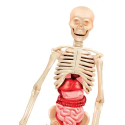 Clementoni My First Discoveries (Human Anatomy) 64297 - 2