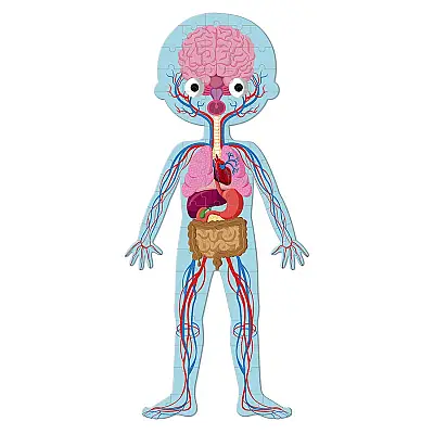 Janod Öğretici Puzzle - İnsan Vücudu 4'lü Set J02681 - 4