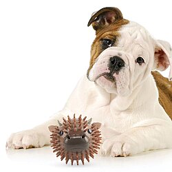 Kikkerland Pet-Kopek Oyun Topu Kahve Rengı Dıg32 - 2