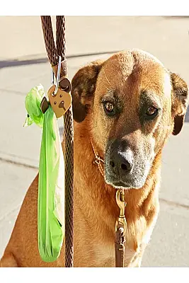 Kikkerland Pet-Kopek Tasma Isıgı Dıg29-Eu - 2