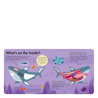 Little Tiger How It Works - Shark - 4